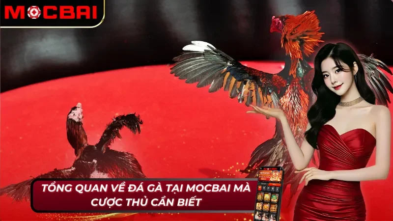 Đá Gà MOCBAI - Thiên Đường Giải Trí Số Một Năm 2025 2 Đôi nét cơ bản về đá gà mà bet thủ cần nắm