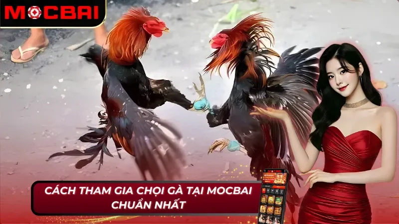 Đá Gà MOCBAI - Thiên Đường Giải Trí Số Một Năm 2025 3 Các bước tham gia đá gà tại Mocbai