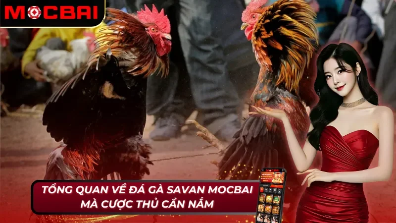 Những nét cơ bản về đá gà Savan tại Mocbai