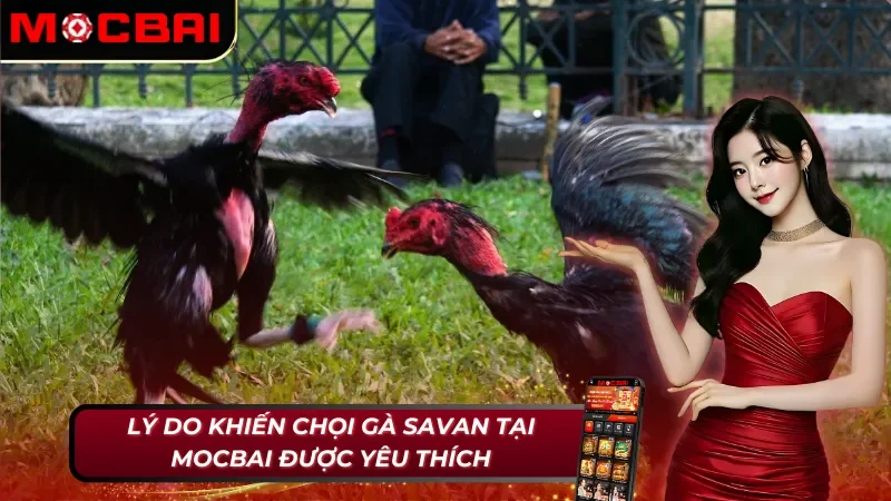 Điểm nổi bật giúp đá gà Savan thu hút hàng triệu lượt tham gia