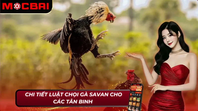 Quy định đá gà Savan tại Mocbai